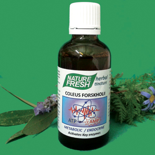 NF 046 COLEUS FORSKOHLII